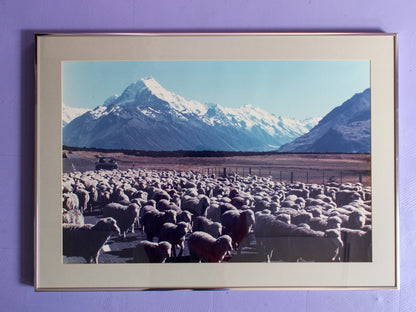 Sheep and Mountain Photograph