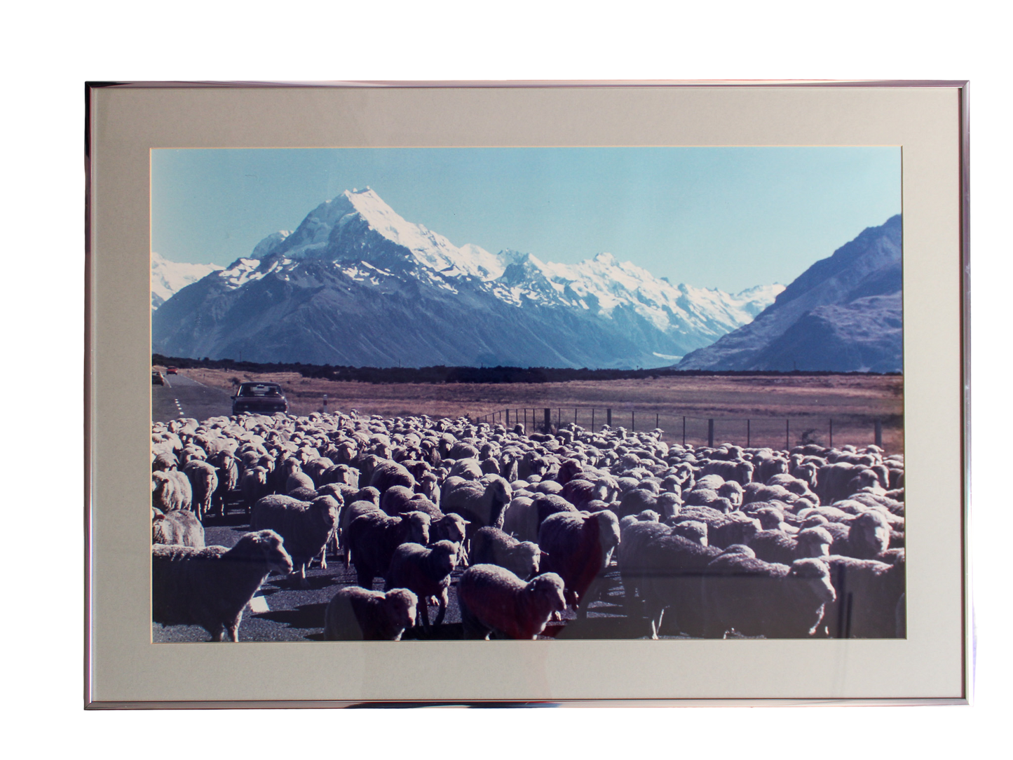 Sheep and Mountain Photograph
