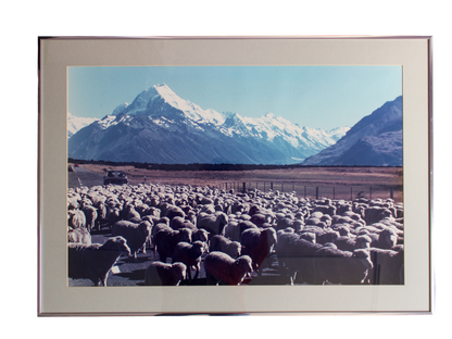 Sheep and Mountain Photograph
