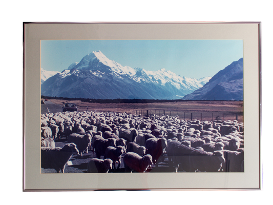 Sheep and Mountain Photograph