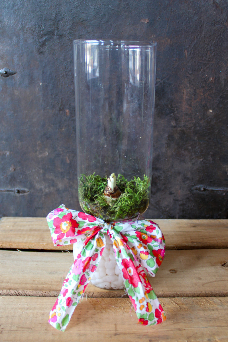 Forced Paperwhite Bulb & Vase Kit with Liberty Ribbon House of Cardoon