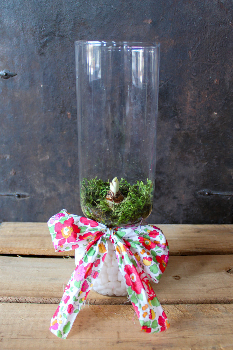 Forced Paperwhite Bulb & Vase Kit with Liberty Ribbon