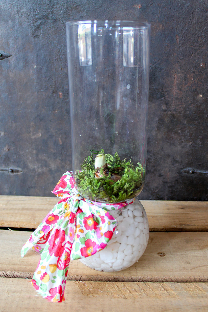 Forced Paperwhite Bulb & Vase Kit with Liberty Ribbon House of Cardoon