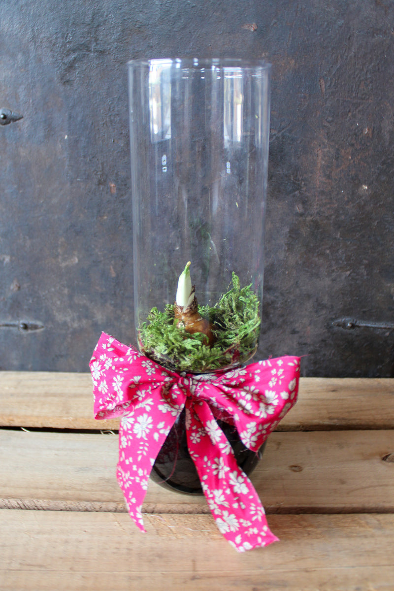 Forced Paperwhite Bulb & Vase Kit with Liberty Ribbon