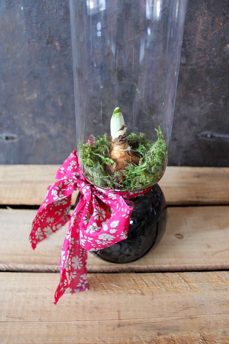 Forced Paperwhite Bulb & Vase Kit with Liberty Ribbon House of Cardoon