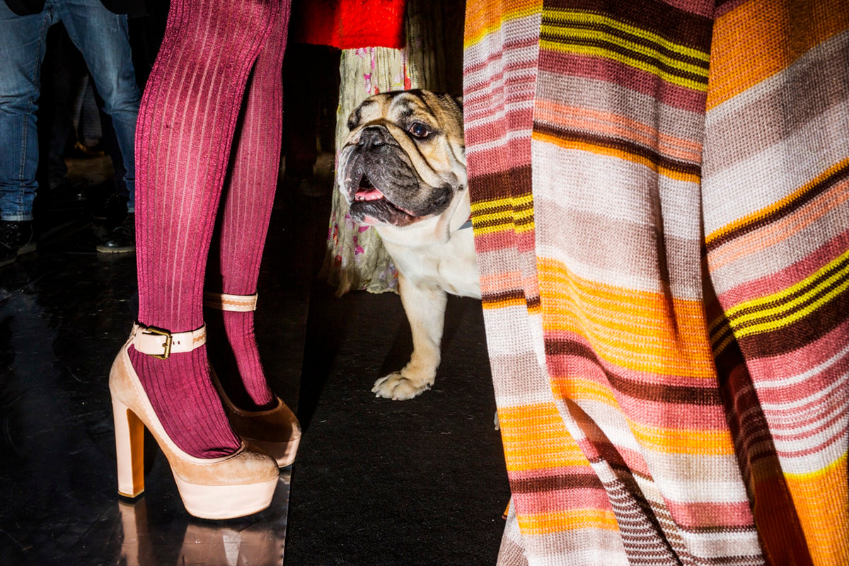 The Family Dog, Missoni Headquarters